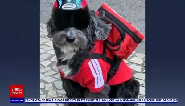 Unele livrări la domiciliu sunt făcute de un câine pe motocicletă, în Rio de Janeiro