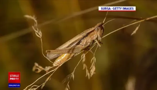 Comisia Europeană autorizează o a doua insectă ca ingredient alimentar pentru piaţa UE