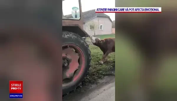 Imagini revoltătoare, în Timiș: O vacă a fost legată şi târâtă de un tractor. Cum au reacționat vecinii