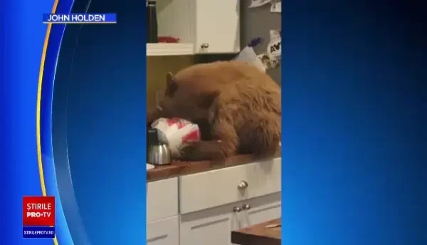 Un bărbat și-a găsit casa ocupată de o familie de urși. Unul degusta comanda de la fast food