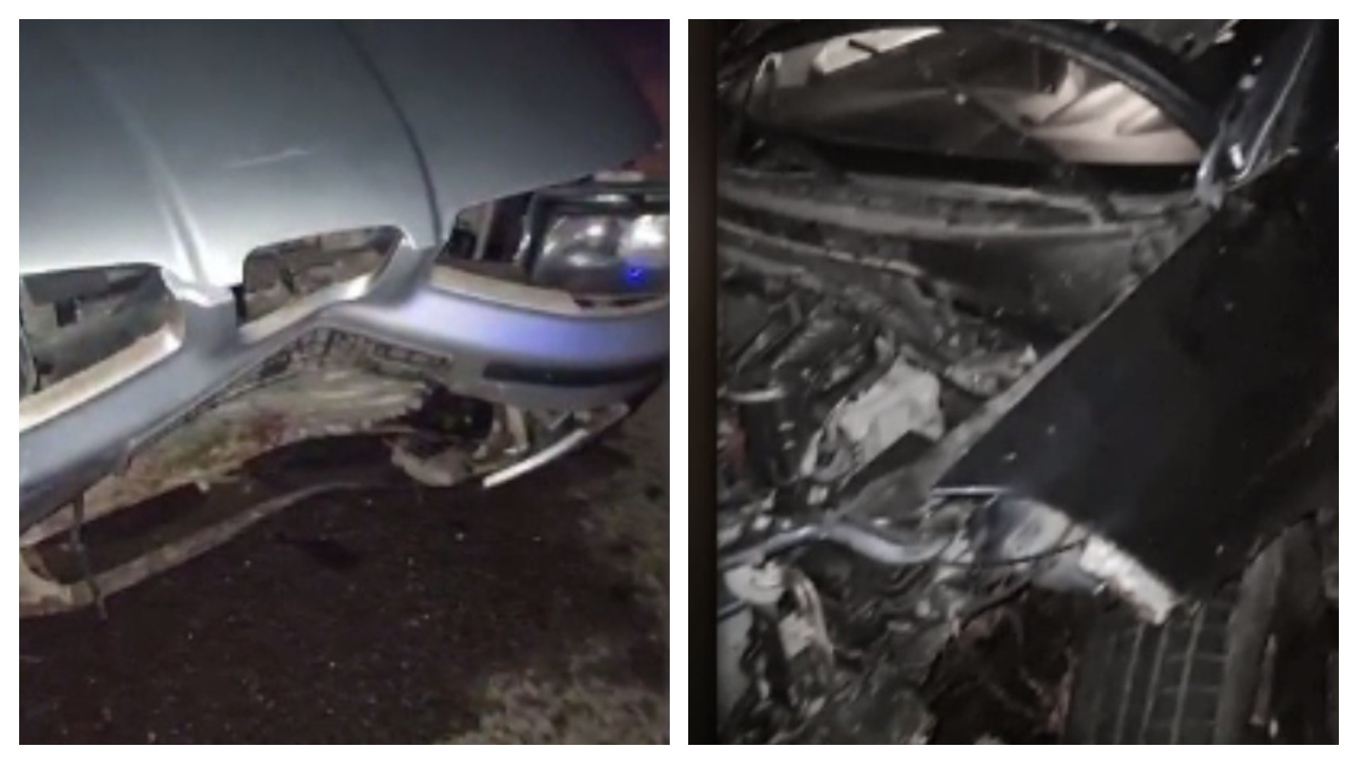 Turmă de porci spulberată de mașini pe Autostrada Soarelui. Șofer: Aveau culoarea asfaltului, erau murdari, nu-i deosebeai