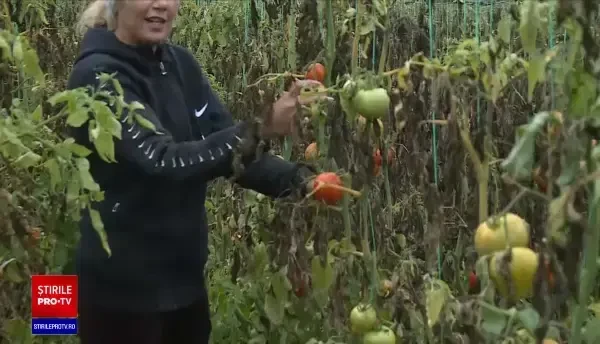 Fermierii se confruntă cu o situație dificilă, în prag de iarnă. Ce ajung să facă cu roșiile din solarii