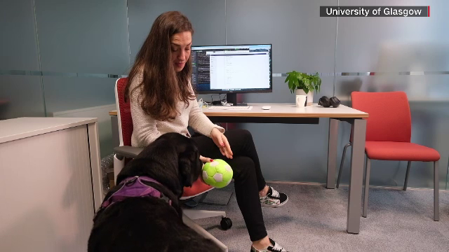 A fost inventat telefonul pentru căței. O cercetătoare l-a experimentat cu patrupedul ei timp de 16 zile