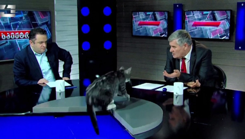O dezbatere politică a fost întreruptă de o pisică. Cum s-a descurcat felina în fața camerelor de filmat