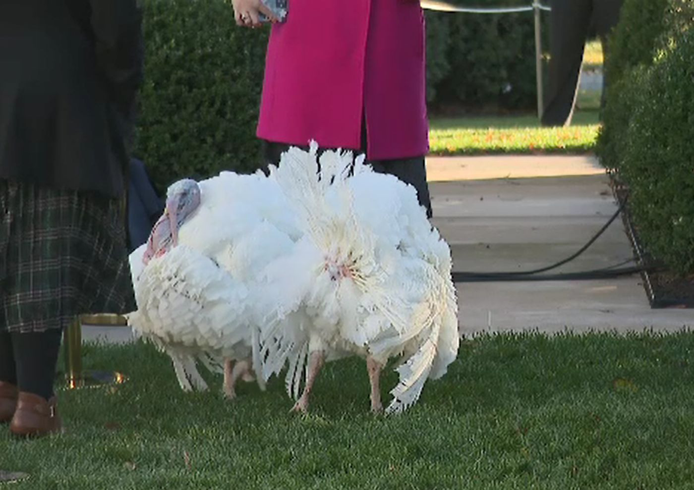 Președintele Biden a grațiat doi curcani, potrivit tradiției. „După întuneric există lumină, speranţă şi progres”