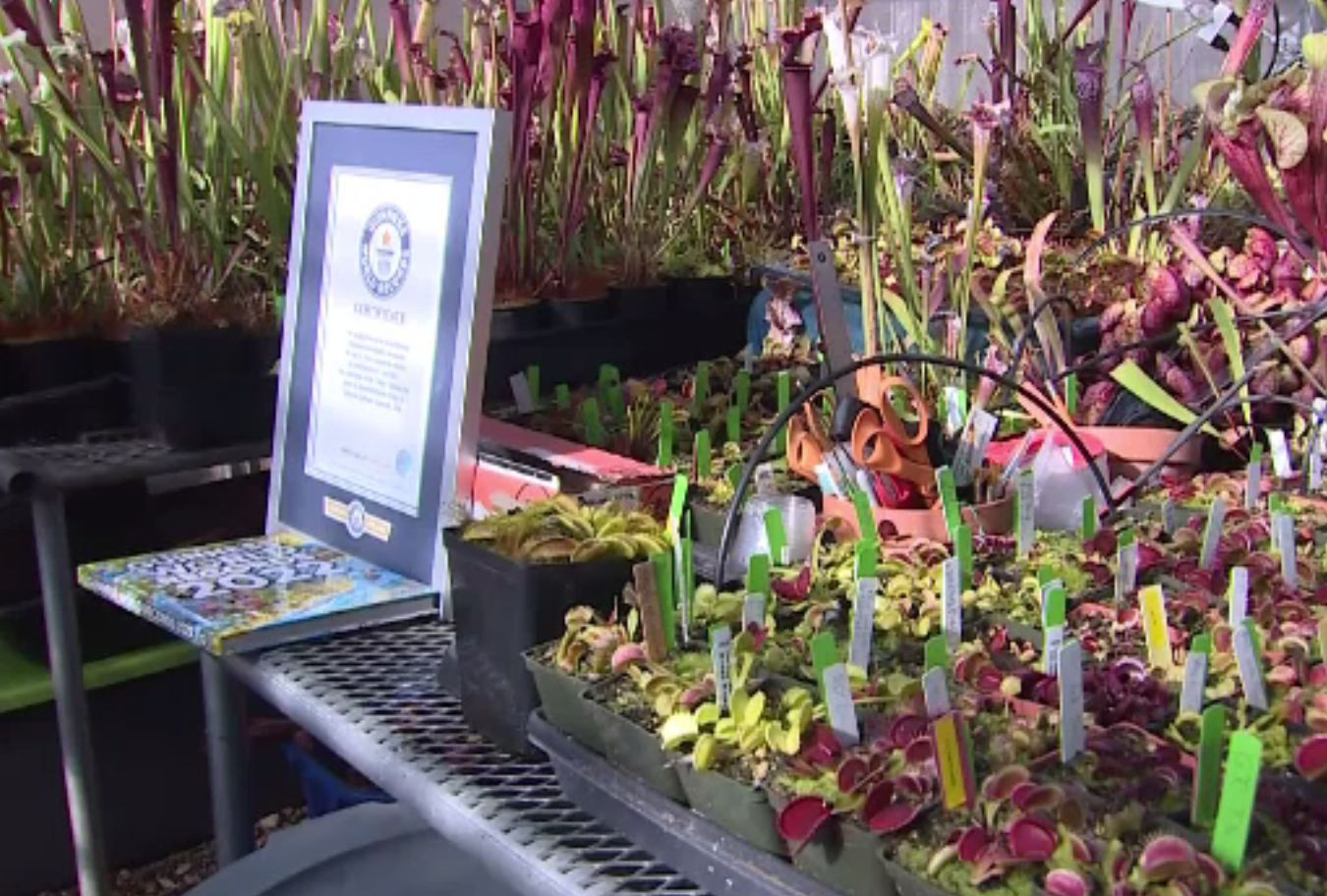 Cea mai mare grădină cu plante carnivore, deținută de un american. Speră să ajungă în Cartea Recordurilor