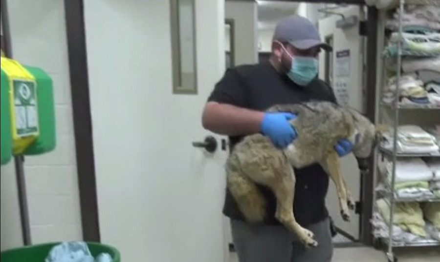 Un coiot a scăpat cu viață, după ce a fost lovit de o mașină și a rămas blocat în bara de protecție