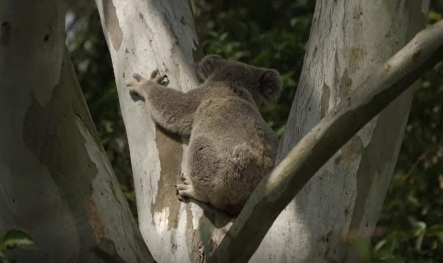 Specialiștii avertizează: Urșii koala ar putea dispărea din mai multe zone ale Australiei
