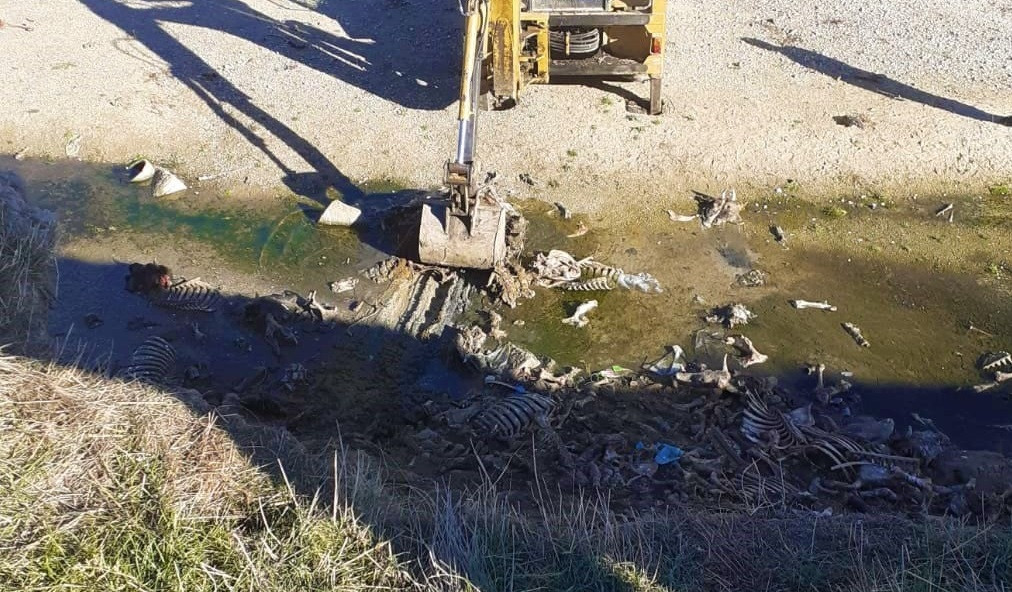 Aproape o tonă de oase de animale, descoperite pe malul râului Cotmeana. Autoritățile au demarat o anchetă