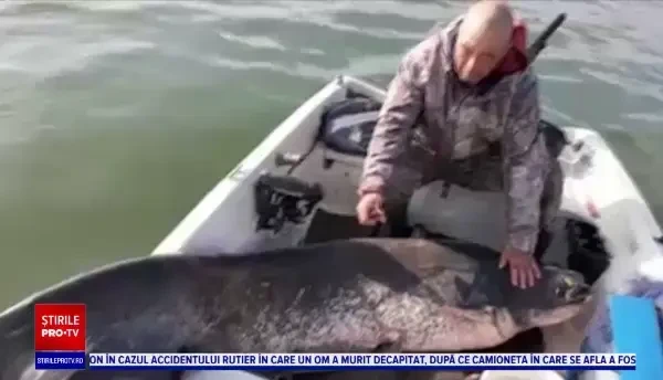Un pescar din Galați a prins un somn uriaș, de 95 de kg, apoi l-a eliberat