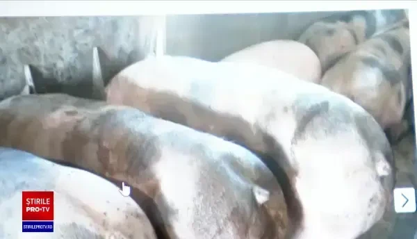 Avertisment cu privire la carnea de porc cumpărată online. Vânzătorii ignoră analizele obligatorii