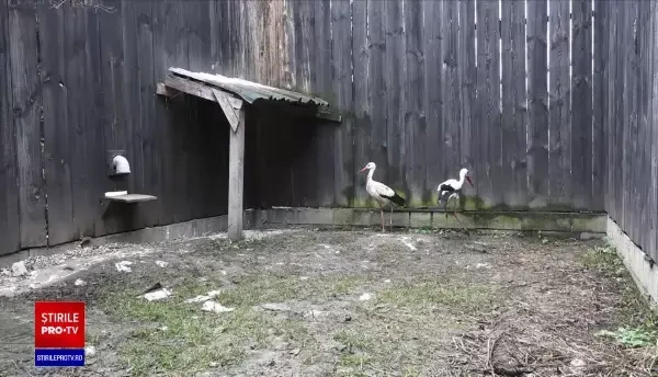 Iernile blânde și gunoaiele, principalele motive pentru care păsările călătoare nu mai migrează iarna