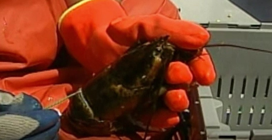 Studiu: Caracatițele, homarii și crabii sunt ființe conștiente și nu ar trebui să fie fierte de vii