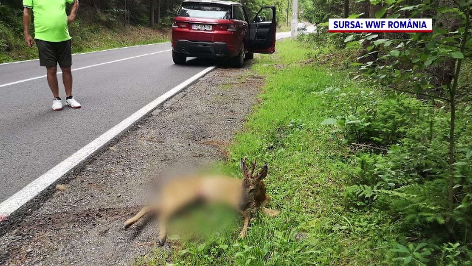 Numărul animalelor sălbatice omorâte în accidente rutiere pe șoselele din România este în creștere