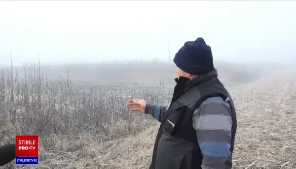 Cum a ajuns cartoful românesc o legumă rară și scumpă. Producătorii îi lasă în pământ