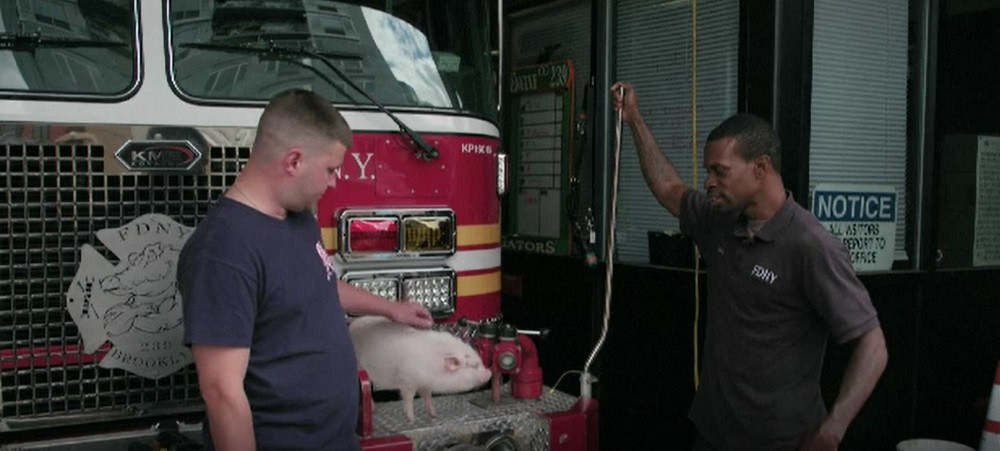 Purcelușa Penny a devenit vedeta stației de pompieri din New York. Cum a ajuns animalul acolo