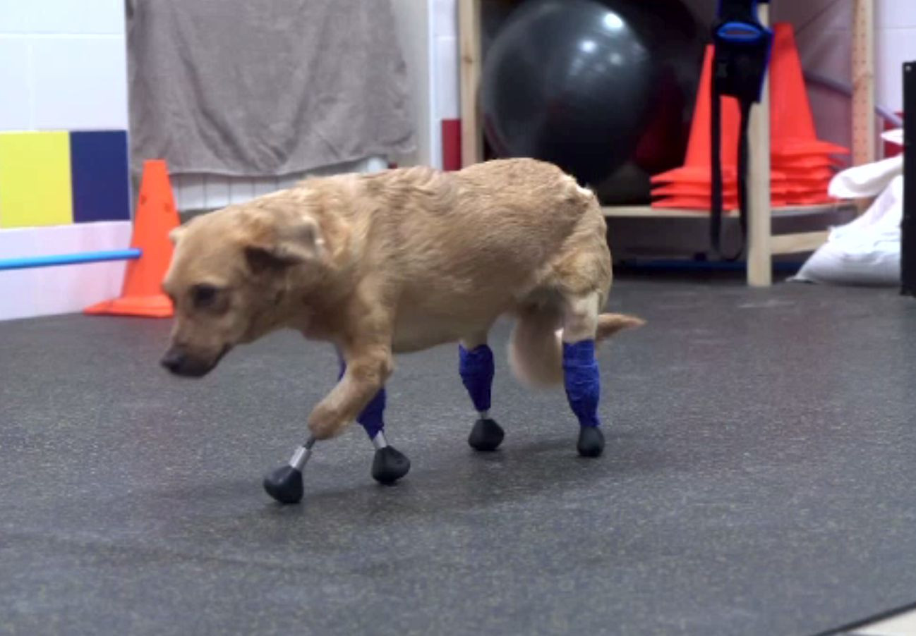 Cățelușă din Rusia, dotată cu patru lăbuțe printate 3D de un veterinar inimos