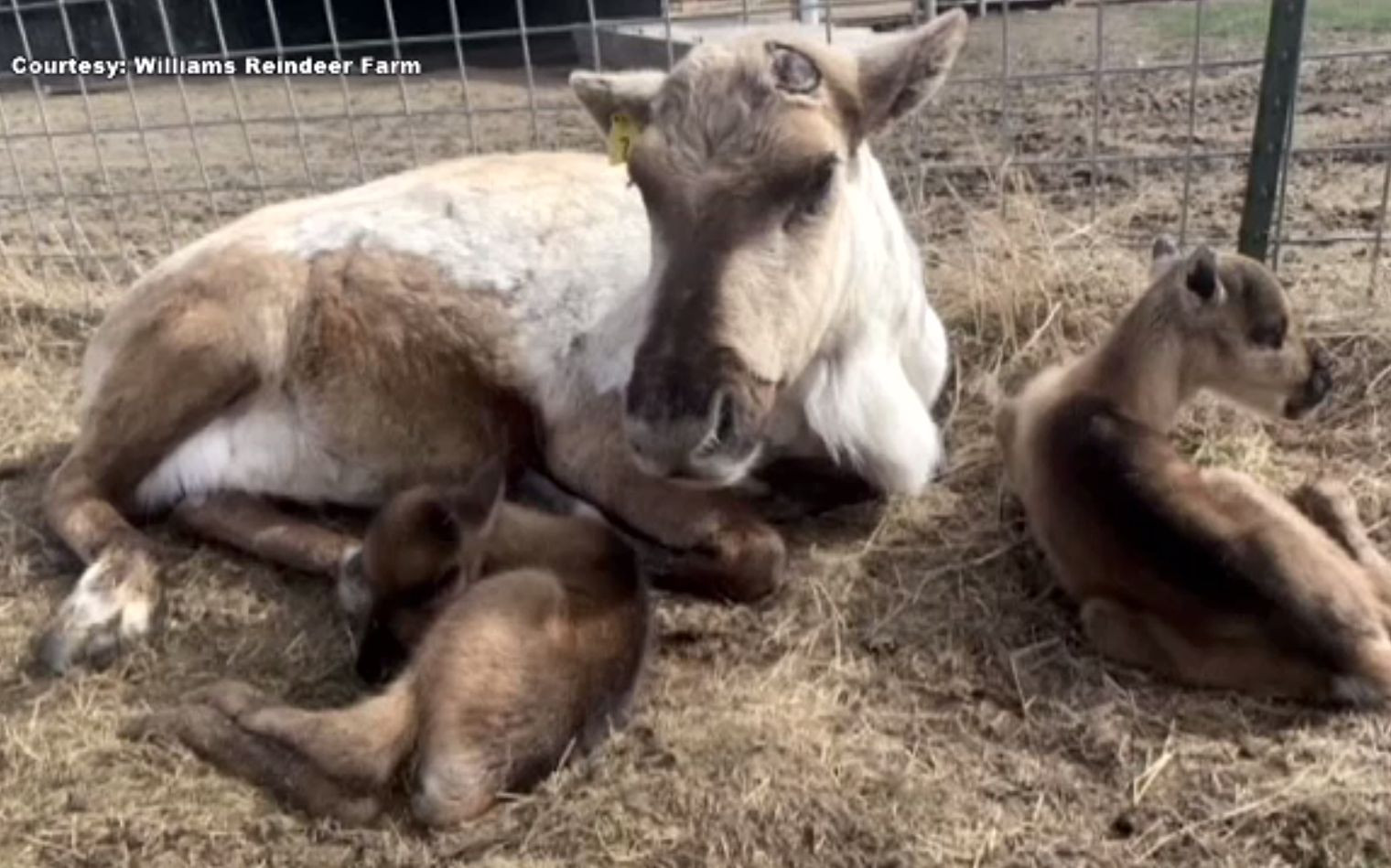 Reni gemeni, născuți într-o fermă din SUA. Fenomenul este o raritate