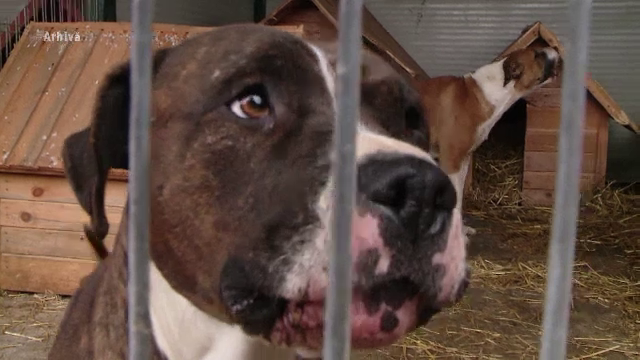 Două atacuri are câinilor agresivi într-o singură zi. O femeie din Vâlcea a fost ucisă