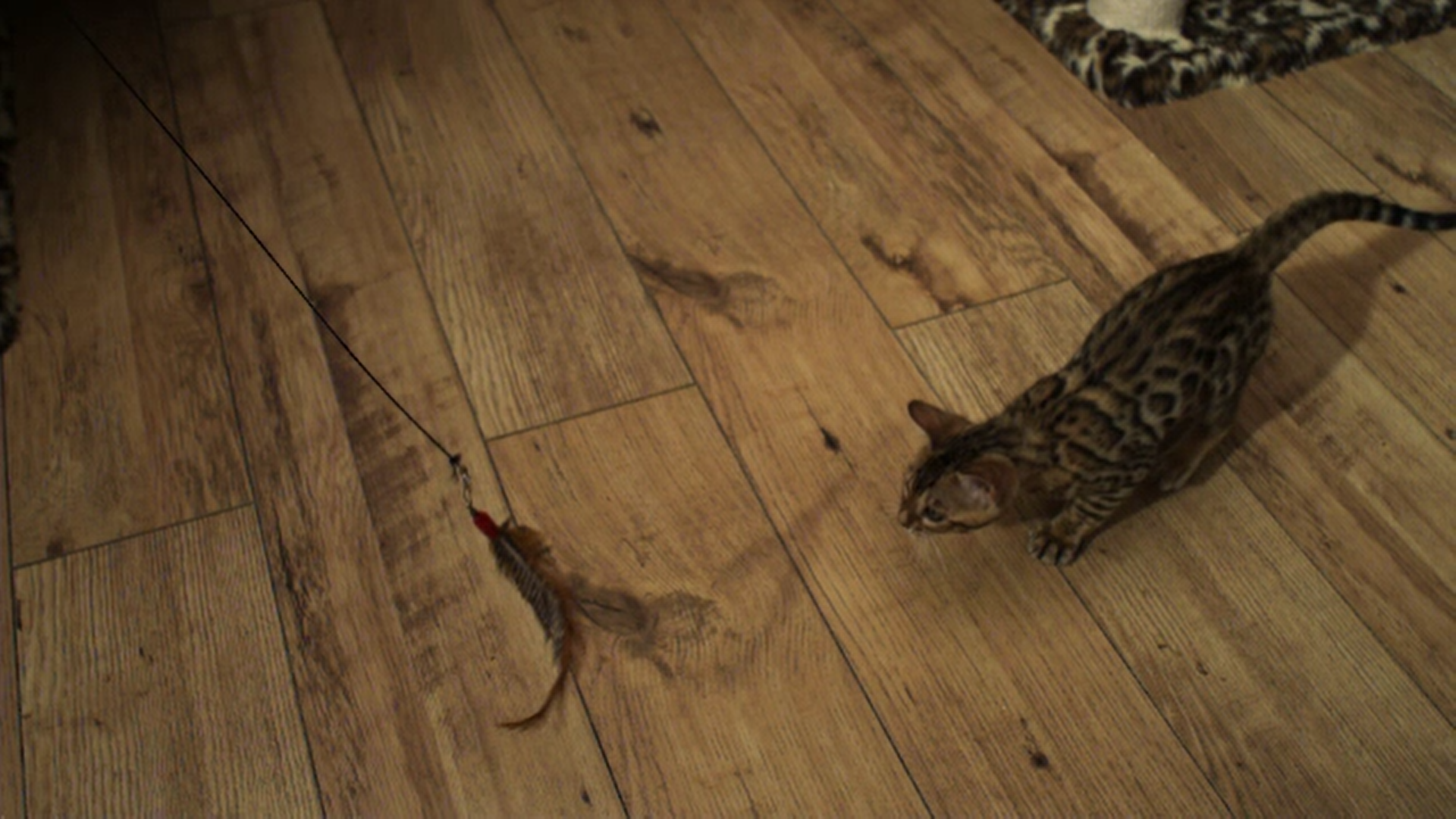 Studenta din Ploiești care a ucis o pisică credea că prinde puteri dacă îi bea sângele