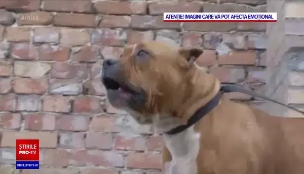 O fetiţă de numai patru ani din Galați a fost atacată și mușcată în zona capului de câinele unor vecini