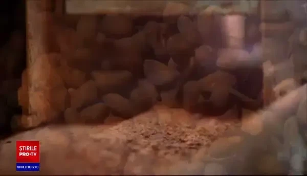 Românii iubesc din ce în ce mai mult ciocolata. Anul trecut am importat 4.000 de tone din Belgia și Elveția