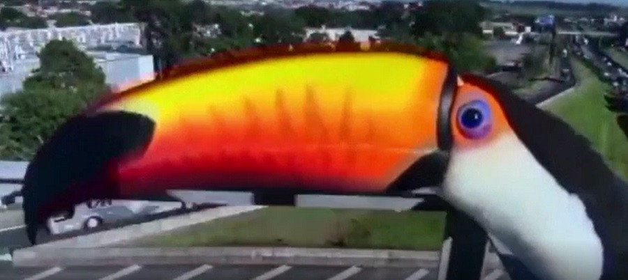 Brazilia: Doi tucani curioși au făcut spectacol în fața unei camere video care supraveghea traficul rutier