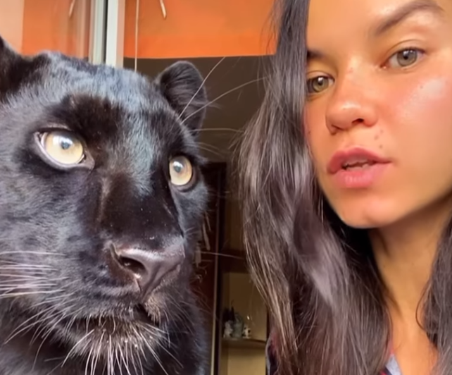 O tânără a adoptat o panteră abandonată și o crește acasă. A devenit prietenă bună cu câinele ei rottweiler