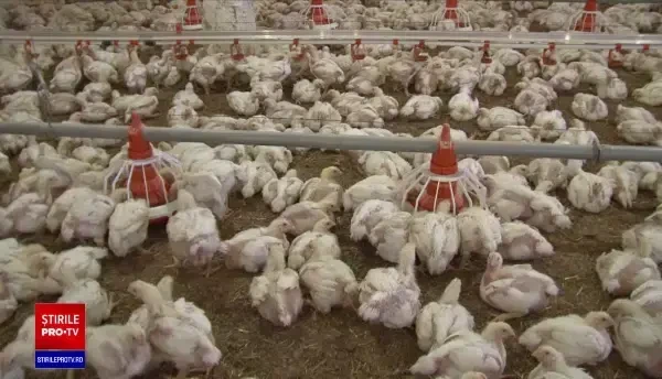 România este pe locul doi în UE la creșterea prețului la carnea de pui