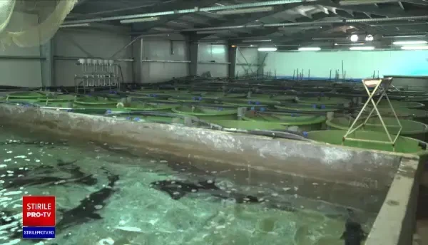 După mulţi ani de aşteptare, mai multe crescătorii din România recoltează icre negre. Cu cât se vinde un kilogram