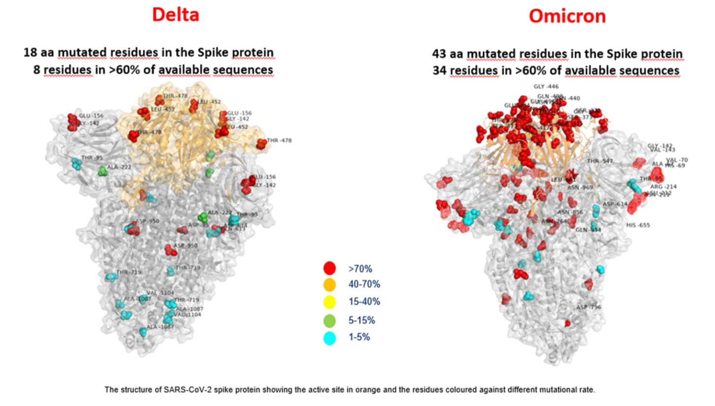 Cercetători: Vaccinurile împiedică Omicron să provoace o formă gravă de Covid-19