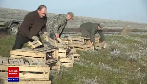 Criză de fazani în România. Din 20 de crescătorii, mai avem doar trei