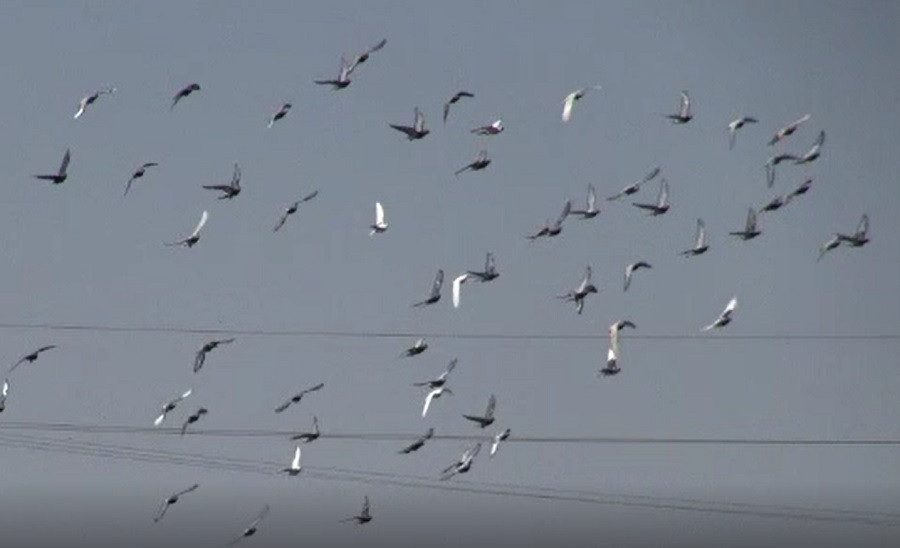 25 de specii de păsări nu mai pot fi vânate în România, după o decizie luată în instanță. Coțofana și ciocârlia sunt pe listă