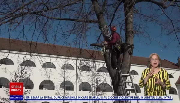 Un copac din curtea Cetății Oradea a fost îmbrăcat în decorațiuni croșetate. Turișii au rămas impresionați