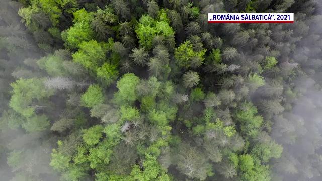 „România Sălbatică”, o poveste mirifică pe care Dan Dinu și Cosmin Dumitrache au construit-o în zece ani