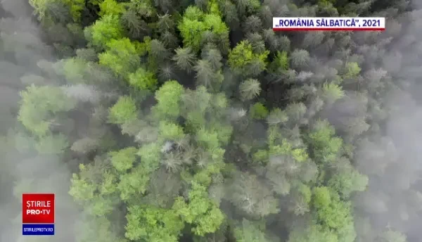 „România Sălbatică”, o poveste mirifică pe care Dan Dinu și Cosmin Dumitrache au construit-o în zece ani