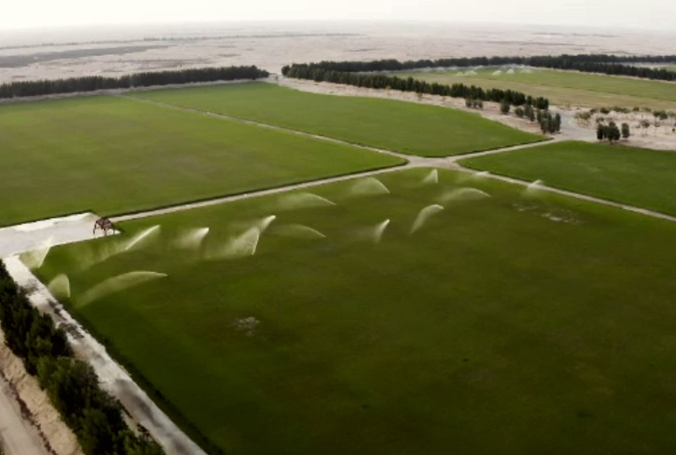 Gazon cultivat în Qatar, în deșert, pentru Campionatul Mondial de Fotbal din 2022. Se cultivă iarba pentru opt stadioane