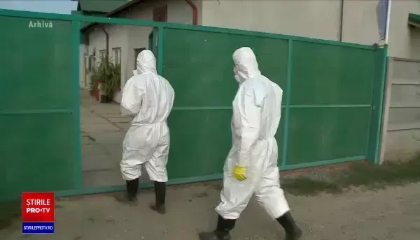 Fermierii români pot acoperi doar 20% din cererea de carne de porc în aceste săptămâni, din cauza pestei porcine