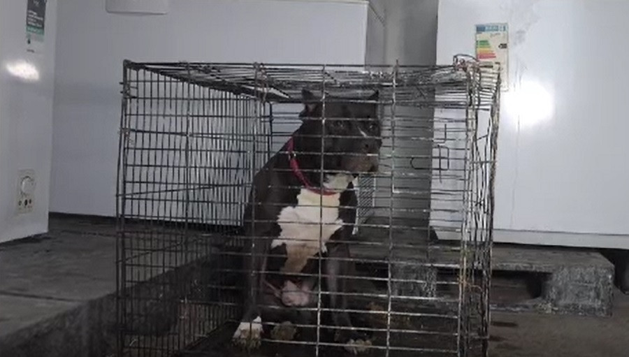 Cazuri șocante în Galați și Arad. Două femei au fost atacate de câini din rasele pitbull și amstaff