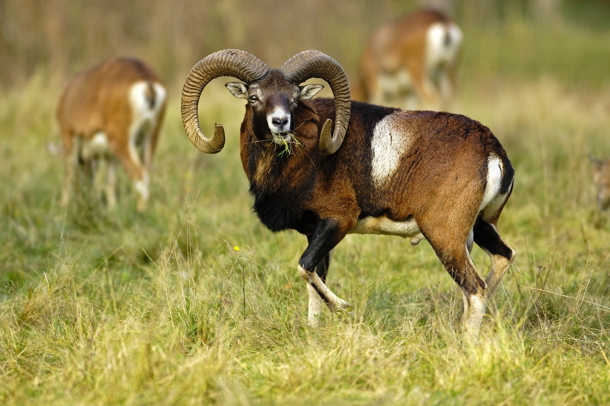 Direcțiile silvice au readus muflonii în țară. Preparatele din carnea sa se vând cu 110 lei kilogramul