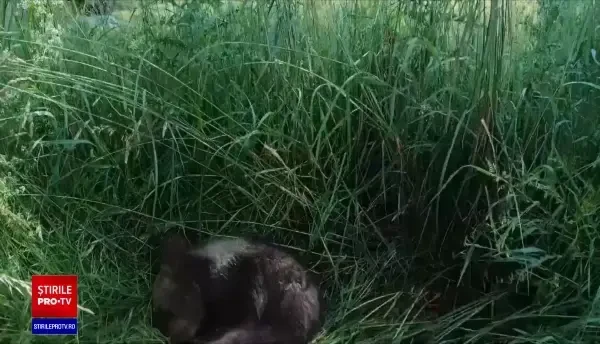 Ce au descoperit cercetătorii români despre trei urși bruni, după ce le-au fost atașate coliere video la gât