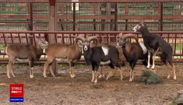 Direcțiile silvice au readus muflonii în țară. Preparatele din carnea sa se vând cu 110 lei kilogramul