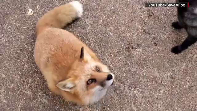 Cum râde o vulpe. O asociație din Minnesota are grijă de patrupede într-un mod inedit