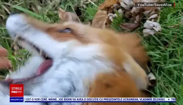 Cum râde o vulpe. O asociație din Minnesota are grijă de patrupede într-un mod inedit
