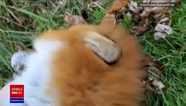 O vulpe face senzație pe Internet cu râsul molipsitor