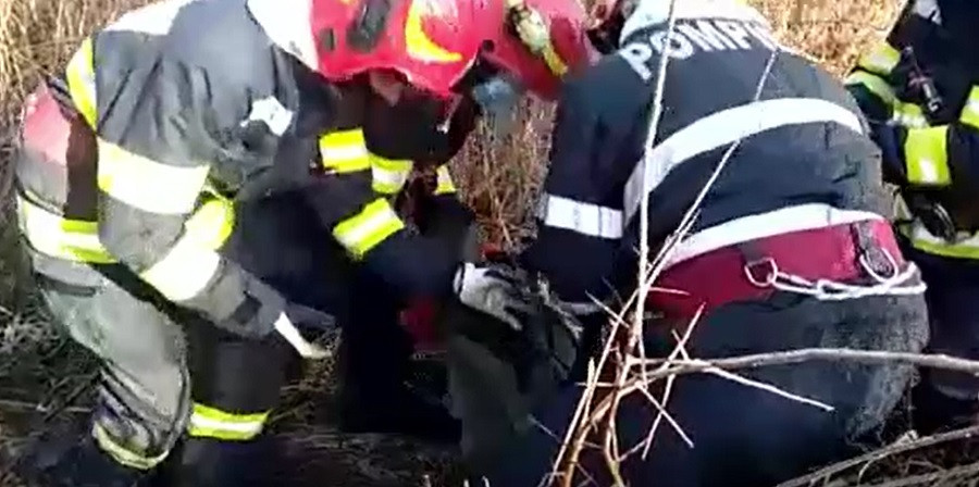 Bihor: Un pui de căprioară a căzut într-o fântână adâncă de trei metri. Pompierii au intervenit de urgență