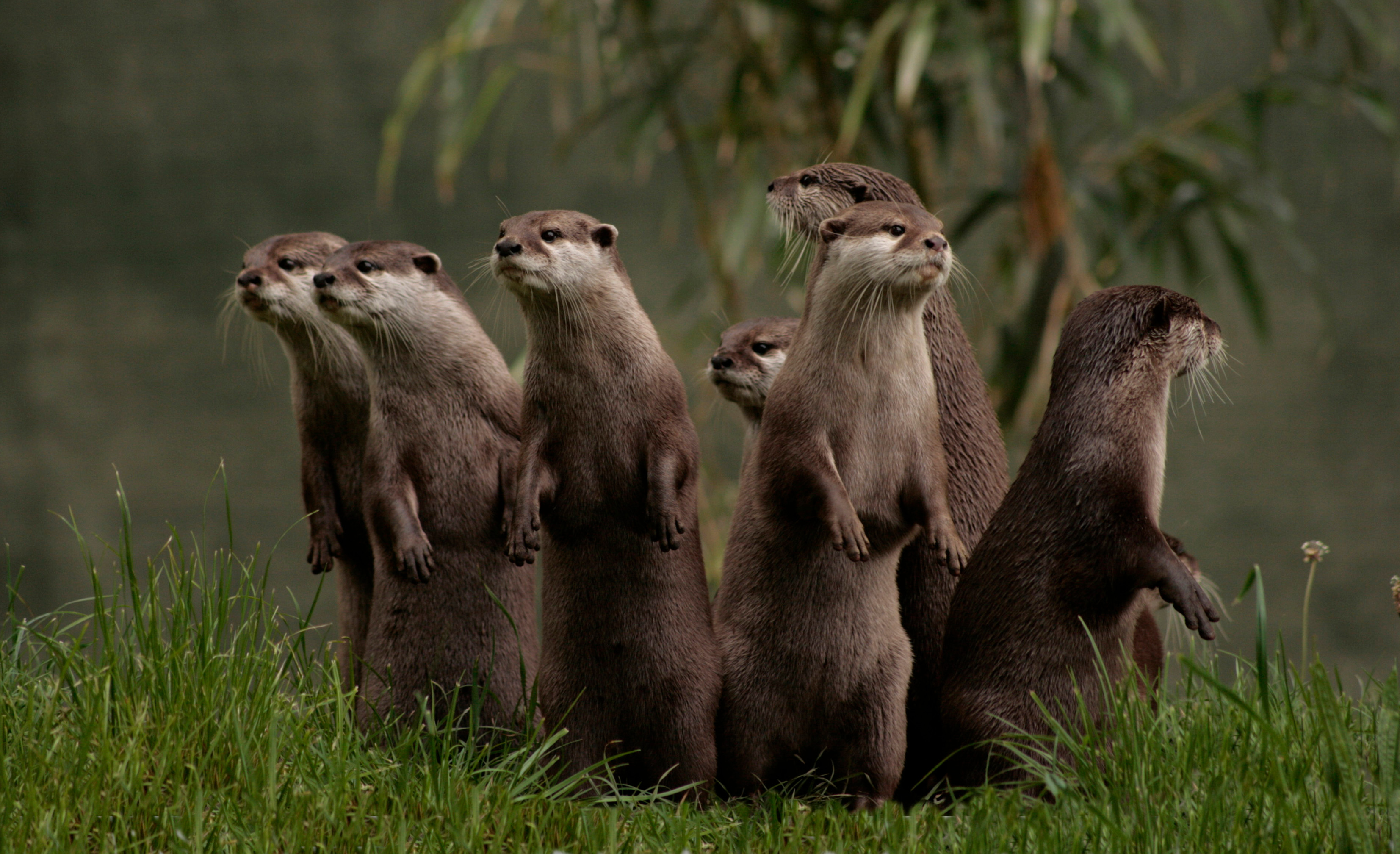 Un bărbat a fost victima unei familii de vidre. „Am fost mușcat de 26 de ori în 10 secunde. Am crezut că mor”