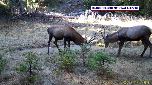 Imagini inedite. Doi cerbi, surprinși în timp ce se luptau pentru supremație, în Parcul Natural Apuseni