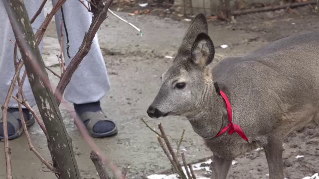 Poveste emoționantă în Botoșani. Un pensionar a salvat un pui de căprioară acum 7 luni, iar acum sunt de nedespărțit