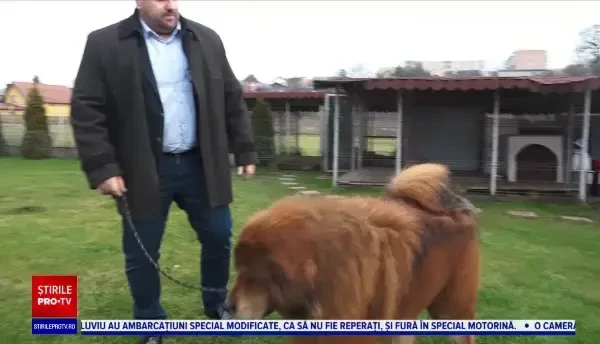Boss, cel mai frumos mastiff tibetan, are o mireasă special adusă din Rusia